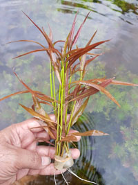 Hygrophila cordata 'Red'